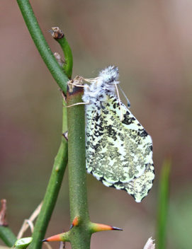 Falcate Orangetip recently eclosed